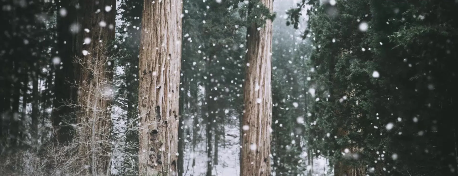 Snow falling among tall winter trees